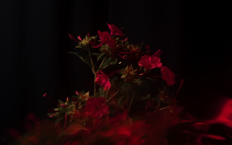 redflowers